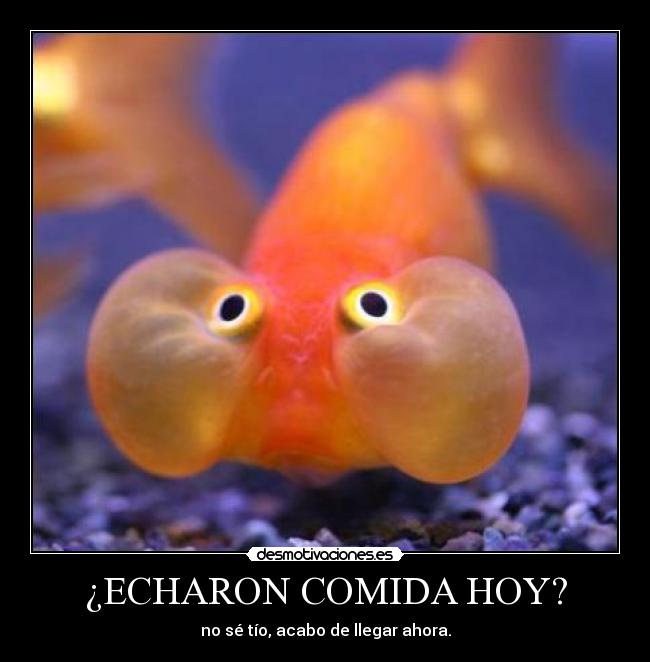 ¿ECHARON COMIDA HOY? -
