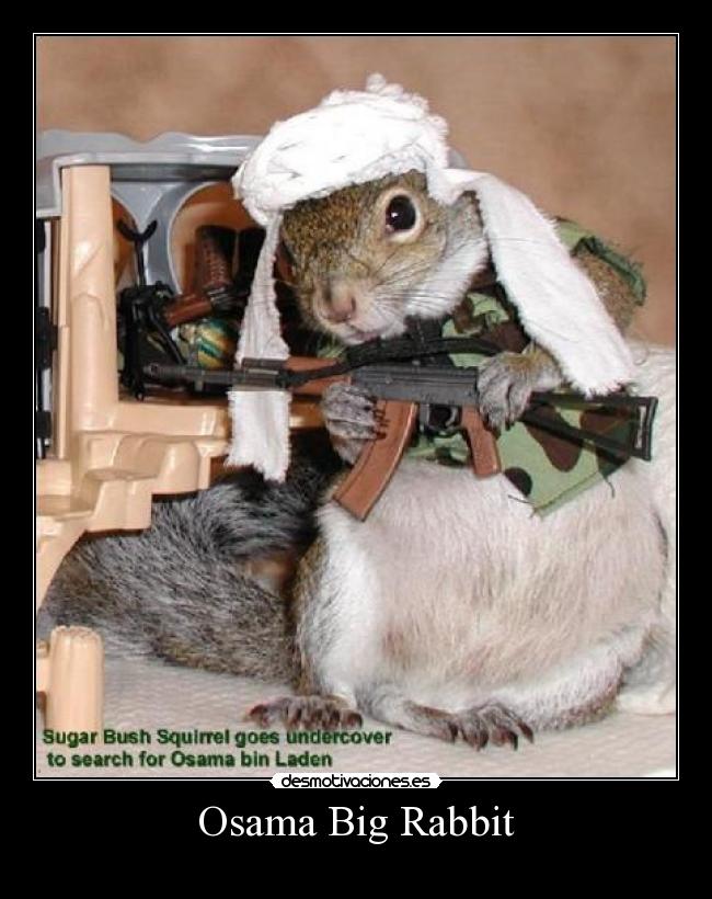 Osama Big Rabbit -