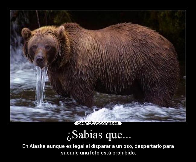 ¿Sabias que... - En Alaska aunque es legal el disparar a un oso, despertarlo para
sacarle una foto está prohibido.