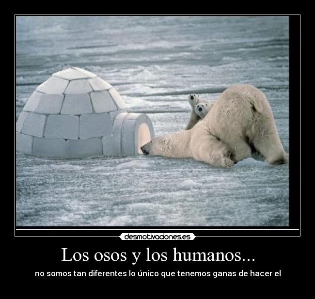 Los osos y los humanos... - no somos tan diferentes lo único que tenemos ganas de hacer el