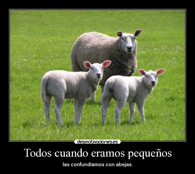 carteles abejar obejas todos confundiamos todos desmotivaciones