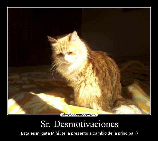 carteles desmotivaciones esta gata mini presento cambio principal desmotivaciones