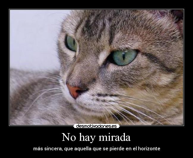No hay mirada - más sincera, que aquella que se pierde en el horizonte