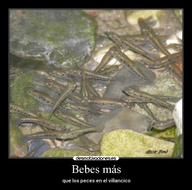 Bebes más - que los peces en el villancico