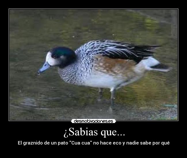 ¿Sabias que... - El graznido de un pato Cua cua no hace eco y nadie sabe por qué
