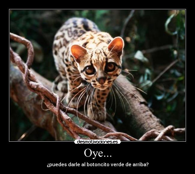 Oye... - ¿puedes darle al botoncito verde de arriba?