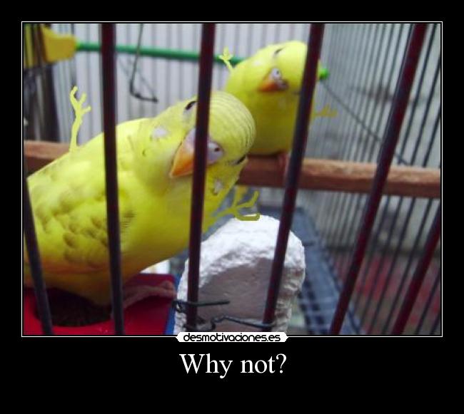 Why not? - 