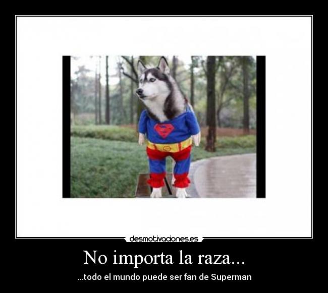 No importa la raza... - ...todo el mundo puede ser fan de Superman