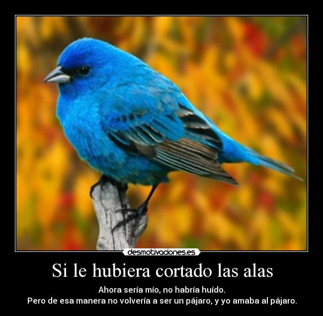 Si le hubiera cortado las alas - Ahora sería mío, no habría huído.
Pero de esa manera no volvería a ser un pájaro, y yo amaba al pájaro.