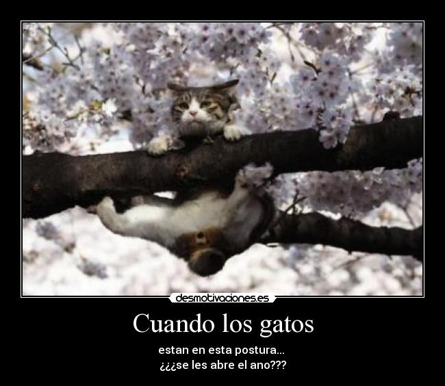 Cuando los gatos - estan en esta postura...
¿¿¿se les abre el ano???