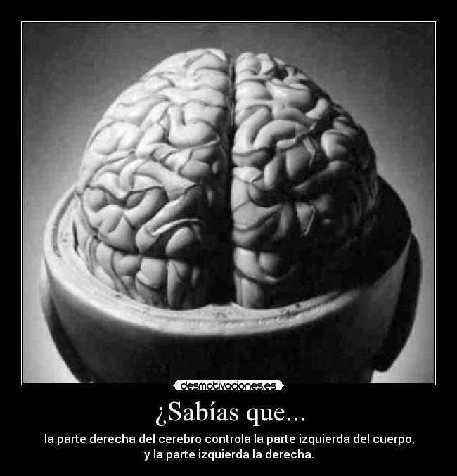 ¿Sabías que... - la parte derecha del cerebro controla la parte izquierda del cuerpo,
y la parte izquierda la derecha.