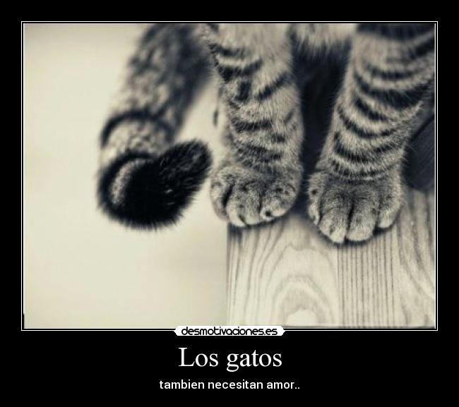 Los gatos - tambien necesitan amor..