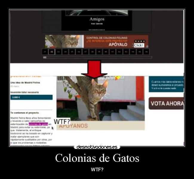 Colonias de Gatos - 