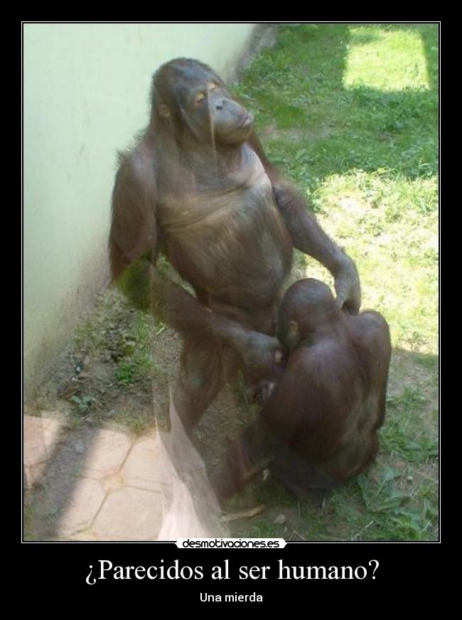 ¿Parecidos al ser humano? - 