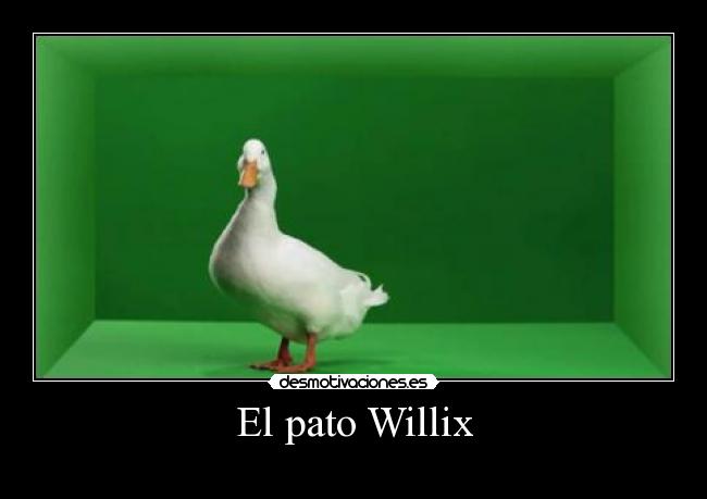 El pato Willix - 