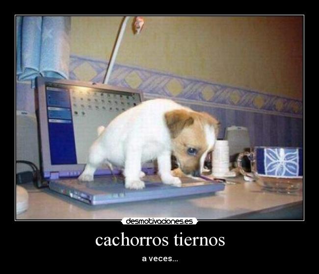 cachorros tiernos - a veces...