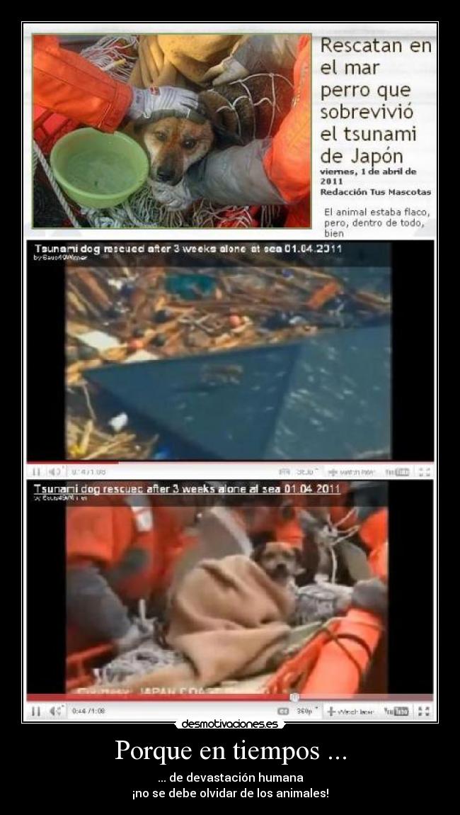 carteles perro rescatado terremoto japon tsunami tejado semanas mar desmotivaciones
