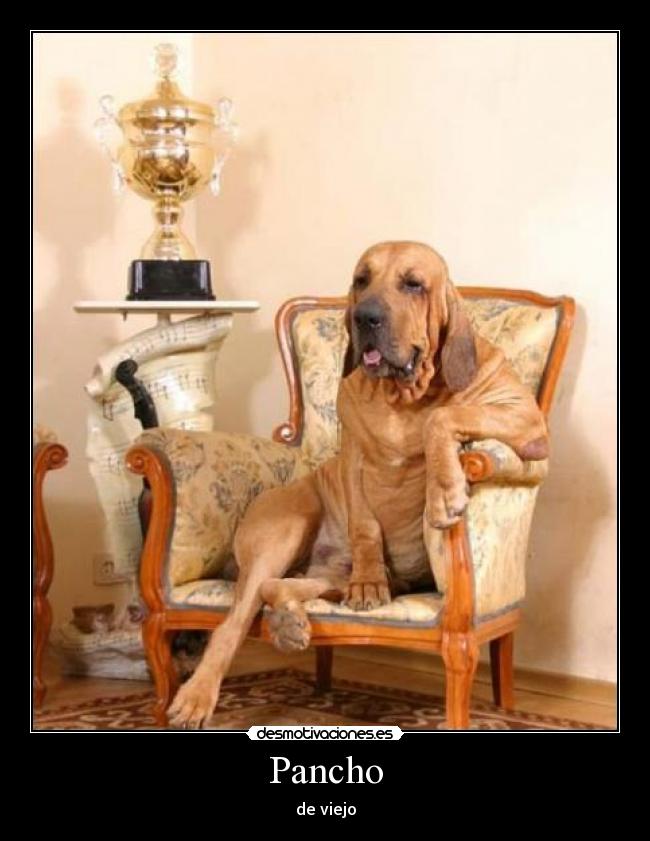 Pancho - de viejo