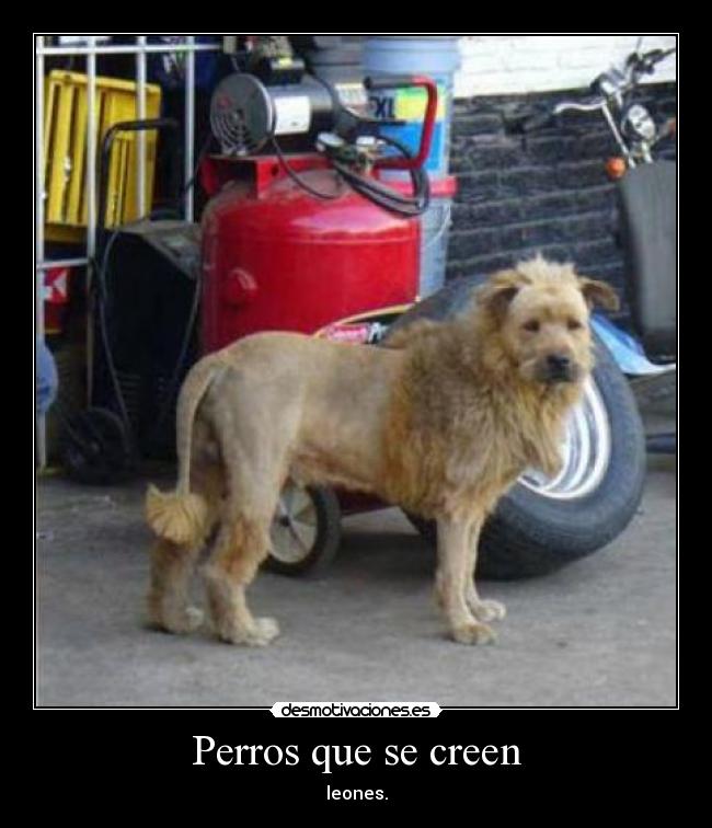 Perros que se creen -
