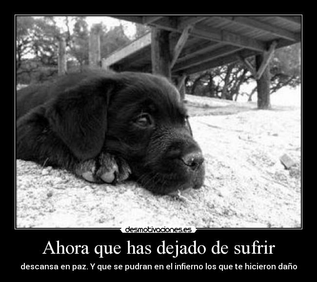 Ahora que has dejado de sufrir - 