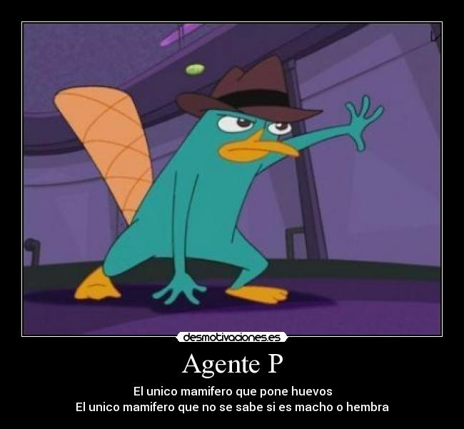 Agente P - 
