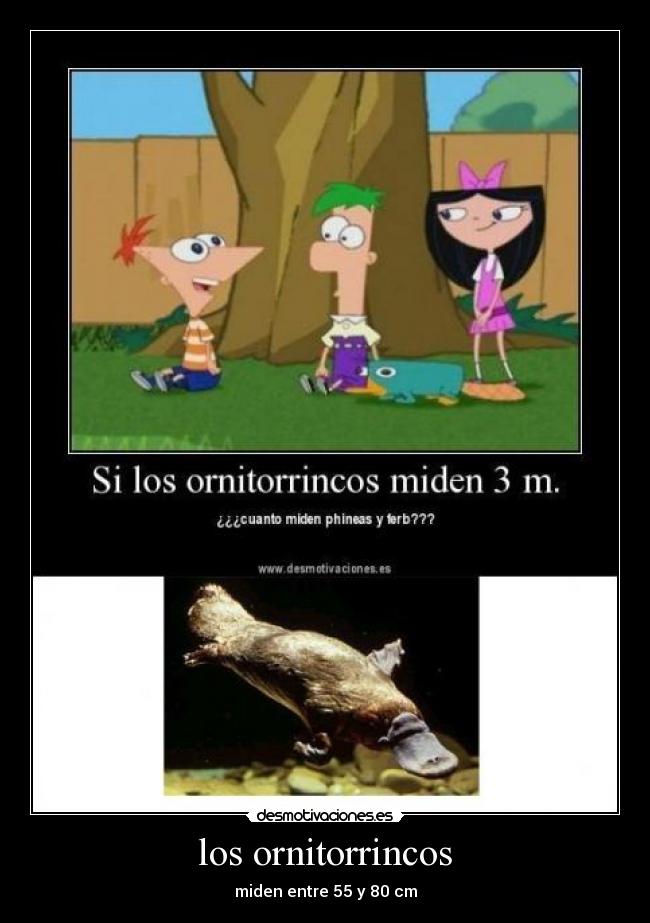 los ornitorrincos - 