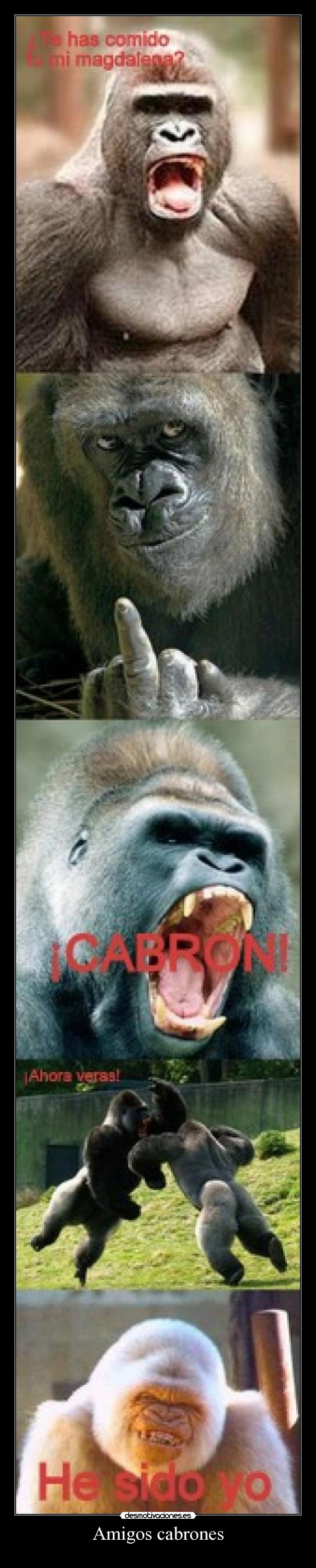 Amigos cabrones - 