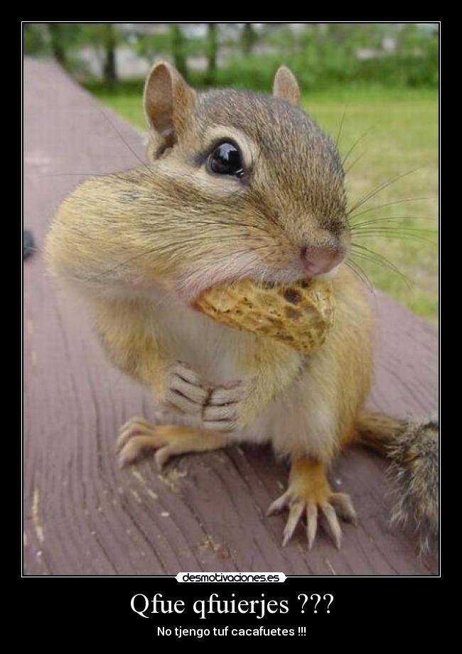 Qfue qfuierjes ??? - 