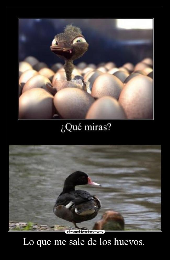 Lo que me sale de los huevos. -