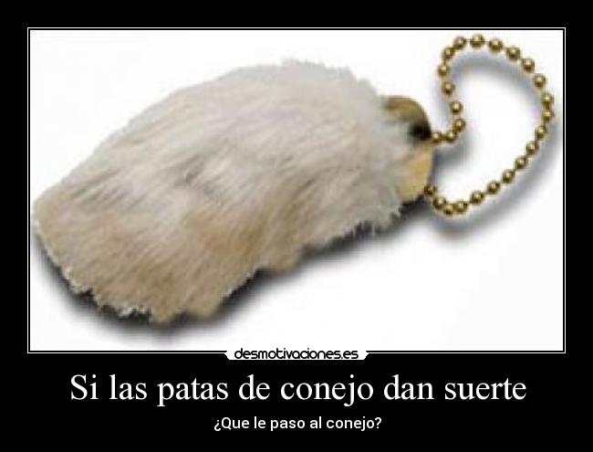 Si las patas de conejo dan suerte - ¿Que le paso al conejo?