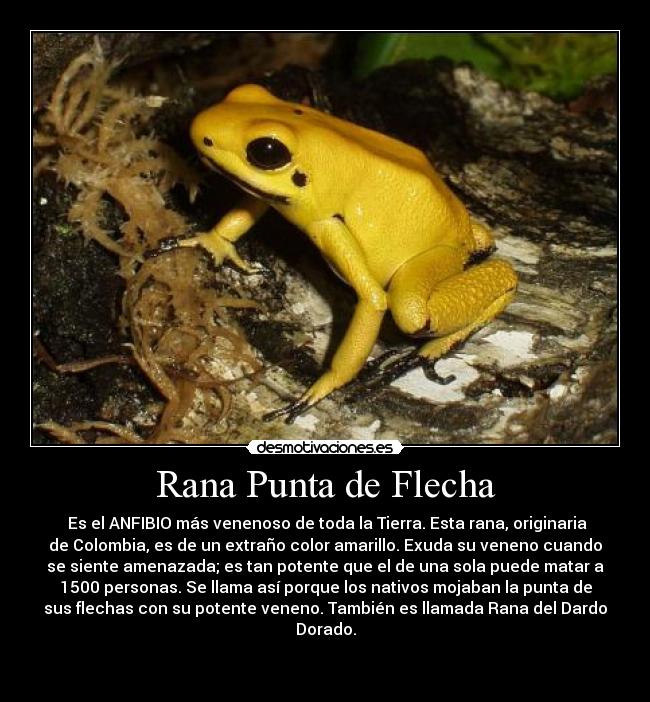carteles rana punta flecha venenosa mundo colombia wikipedia desmotivaciones