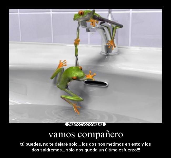 vamos compañero -