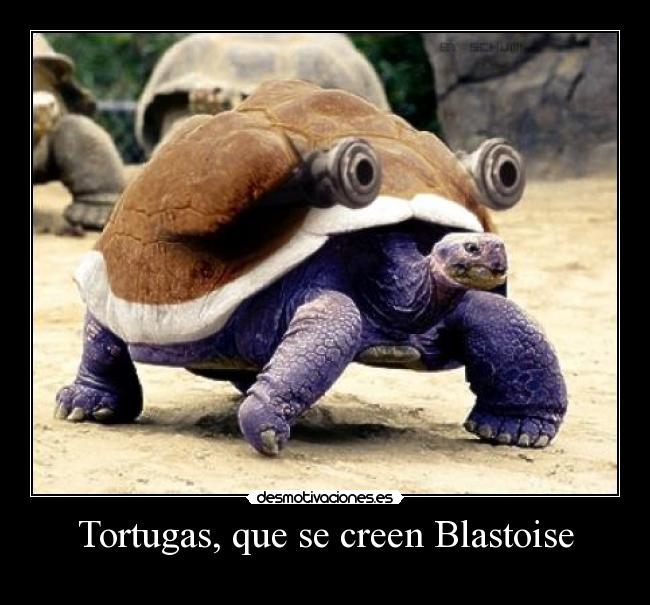 Tortugas, que se creen Blastoise -