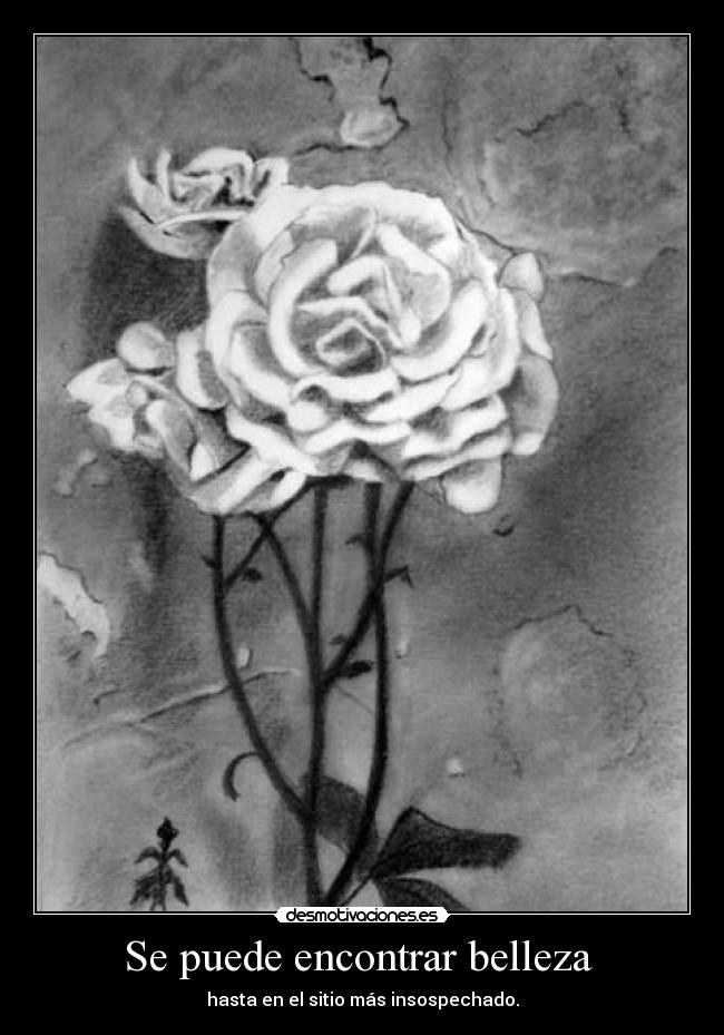 Se puede encontrar belleza - hasta en el sitio más insospechado.