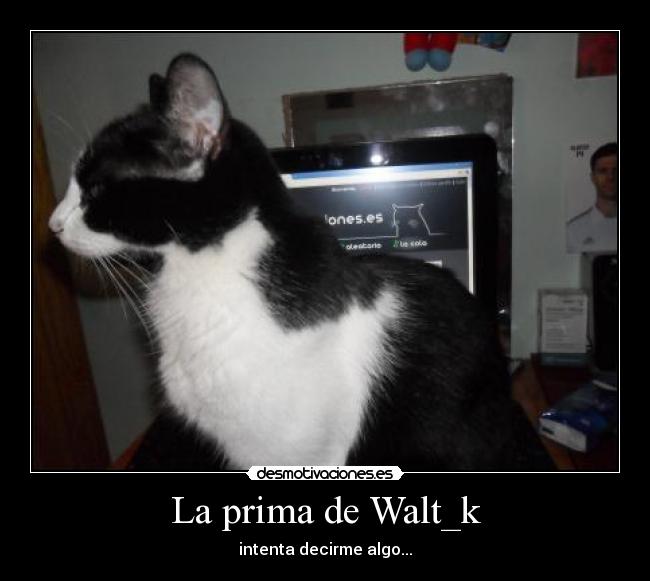 La prima de Walt_k - 