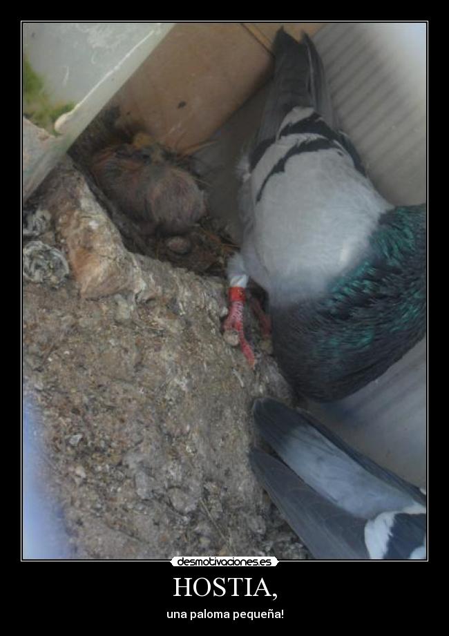 HOSTIA, - una paloma pequeña!