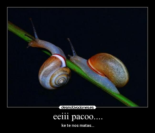 eeiii pacoo.... - ke te nos matas...