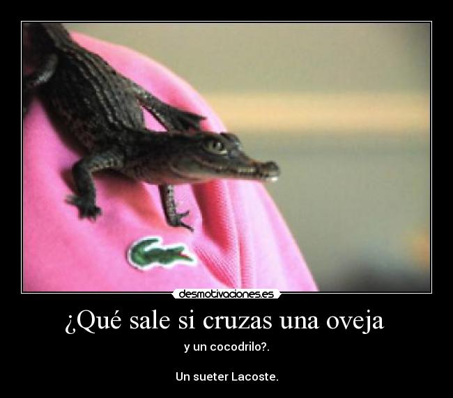 ¿Qué sale si cruzas una oveja -