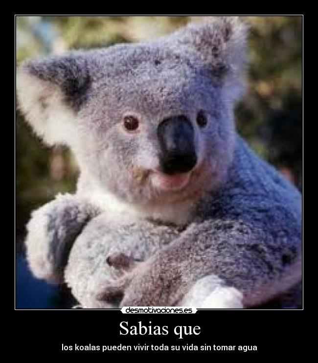 carteles koalas desmotivaciones