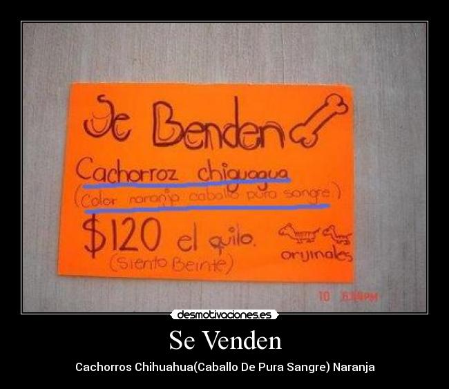 Se Venden - Cachorros Chihuahua(Caballo De Pura Sangre) Naranja