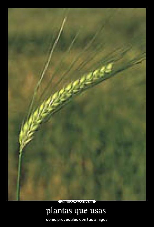 plantas que usas  - como proyectiles con tus amigos 
