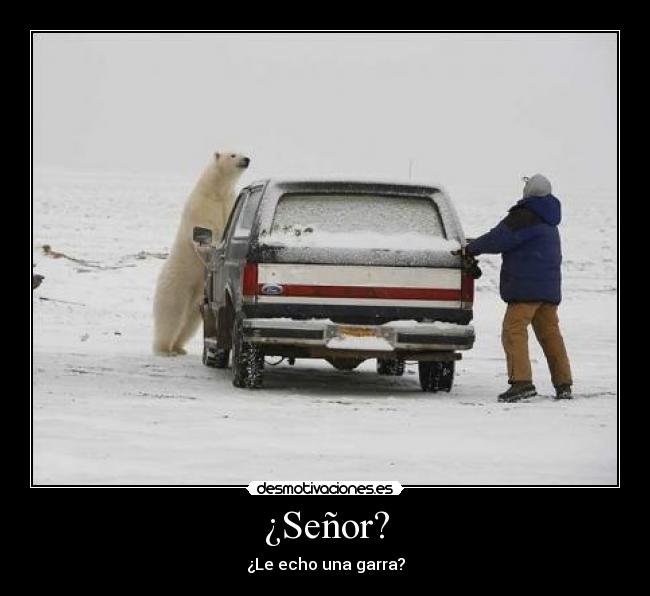carteles oso averia ayuda desmotivaciones