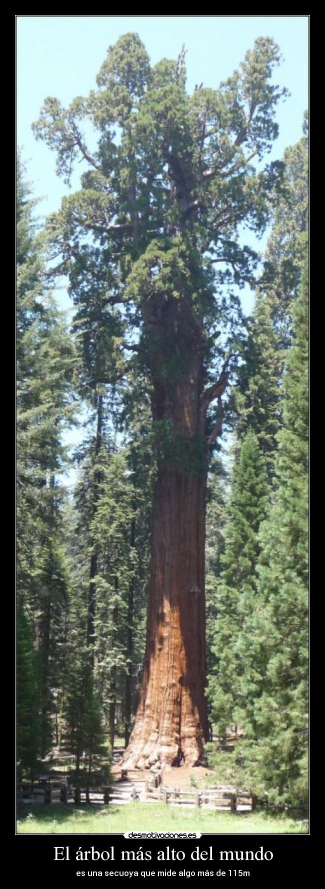 El árbol más alto del mundo - 