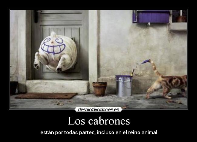 Los cabrones - están por todas partes, incluso en el reino animal