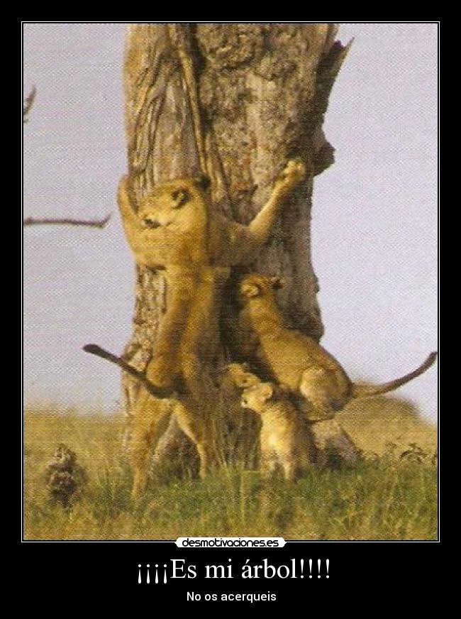 ¡¡¡¡Es mi árbol!!!! - 