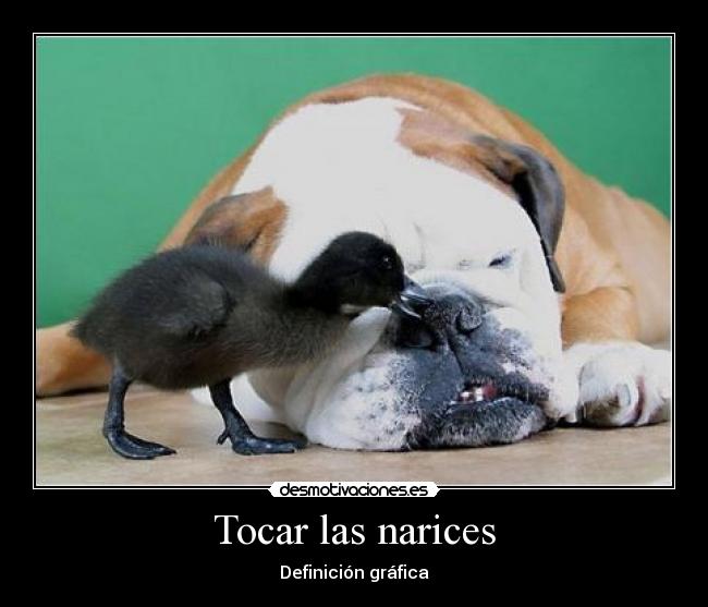 Tocar las narices -