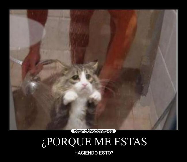 carteles gatosducha desmotivaciones