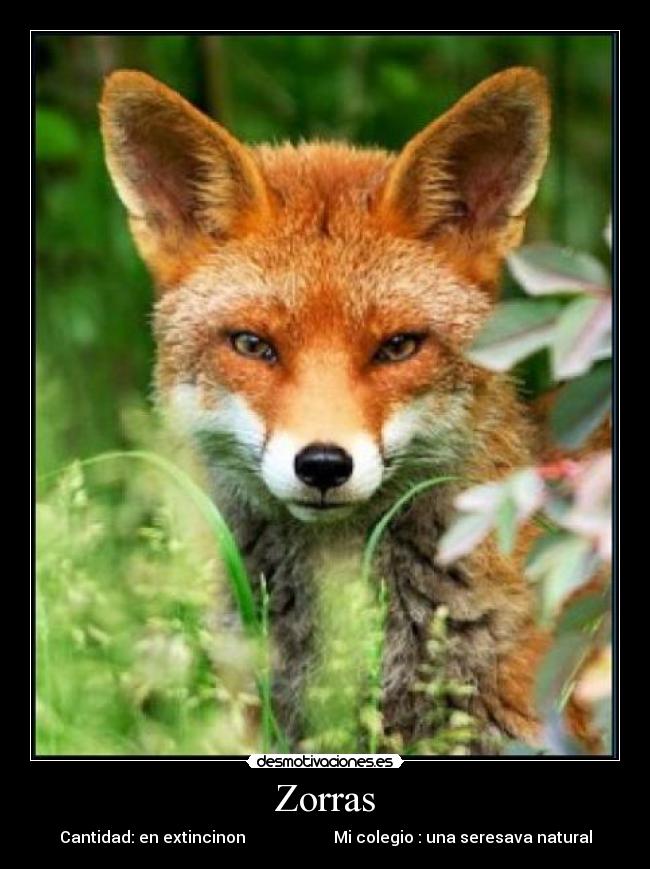Zorras - 