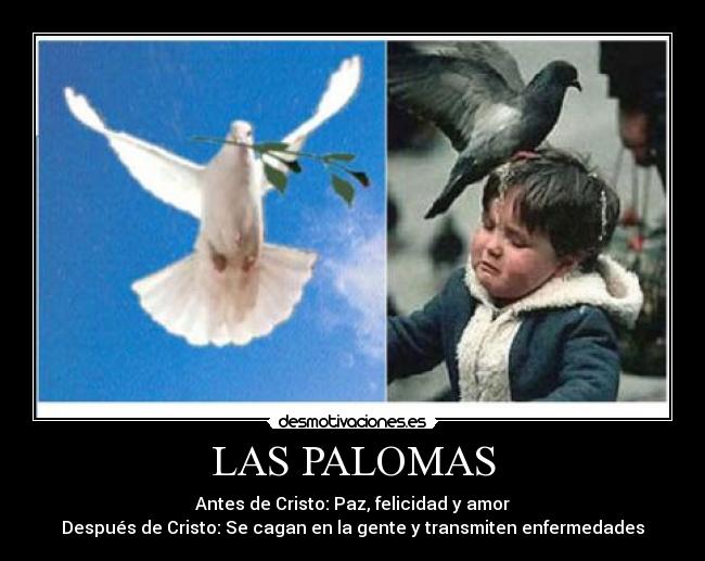 LAS PALOMAS - 