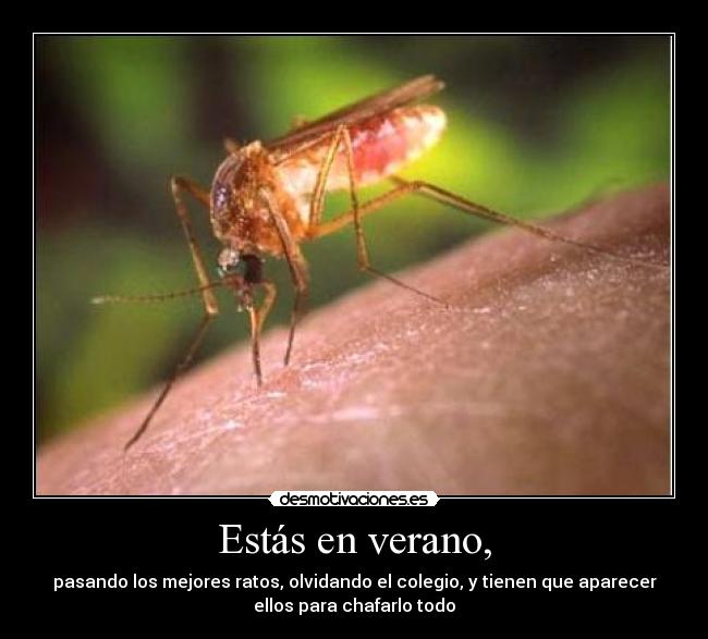 Estás en verano, - pasando los mejores ratos, olvidando el colegio, y tienen que aparecer
ellos para chafarlo todo